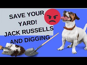 JACK RUSSELL'S AND DIGGING (AVOID HOLES IN THE YARD)