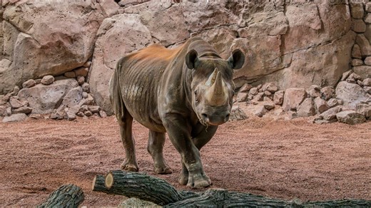 Milwaukee County Zoo opening renovated outdoor space for rhinos