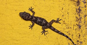 Lagartixa come traça? O que mais ela come em casa?