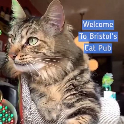 45K views · 582 reactions | Reasons To Love Bristol: The Cat Pub  | Best of Bristol | Facebook