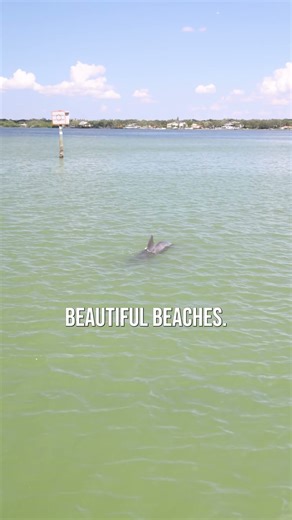 Experience the 3Hr Shell Key Shelling Trip | Hubbard's Marina