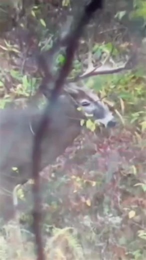 19 reactions | Giant Buck Takes it Too Far Back! #reels #fyp #hunt #huntingseason #deerhunter #whitetailhunting #archeryhunting #bowhunt | Deer Dogs and Drones Deer Recovery | Facebook