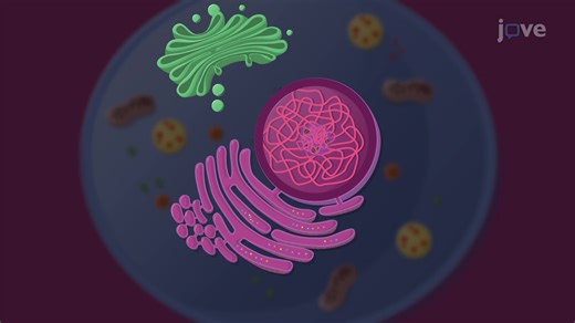 Organelles - From Molecules to Organisms: Structures and Processes - JoVE K12