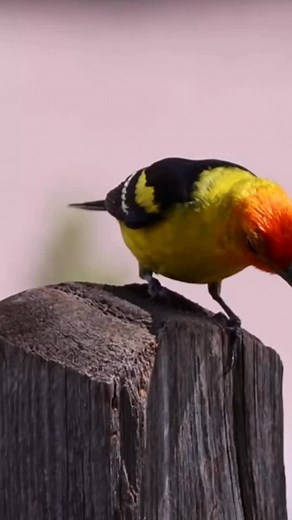 Found this Western Tanager earlier this year in Eagle County, one of my favorite Colorado birds! #blazebirding #birding #colorado #westerntanager #vail #birdsofcolorado #canon | Blaze Birding