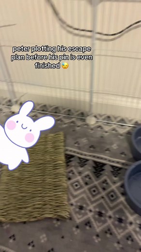 Bunny Escape Plans: The Silly Adventures of Peter Rabbit