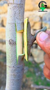 Fig plant grafting techniques | Grafting fig tree during late winter season... Like, share and follow ❤️ | Easy Grafting Techniques