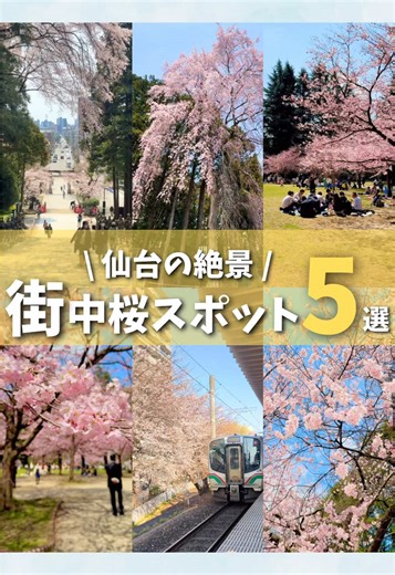 仙台街中桜の名所5選🌸
