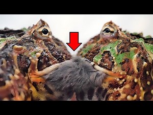 Frogs competing for a hamster【WARNING LIVE FEEDING】