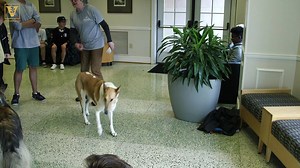 9.6K views · 300 reactions | Claire Smrekar, Peabody professor and dog lover, created Pet Project, a regular gathering that brings together professors and their pups with students. Especially during finals week, these dogs provide stress relief and a much-needed break from studying. | Vanderbilt University | Facebook