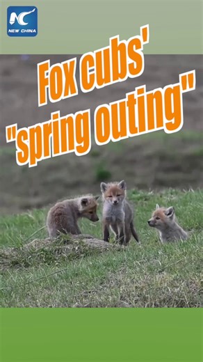 48K views · 121 reactions | It's spring outing season! Watch these adorable fox cubs enjoying springtime at a national forest park in China's Xinjiang | Xinhua Culture&Travel | Facebook