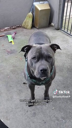 Understanding Canine Communication through Body Language and Petting | Dog Behavior