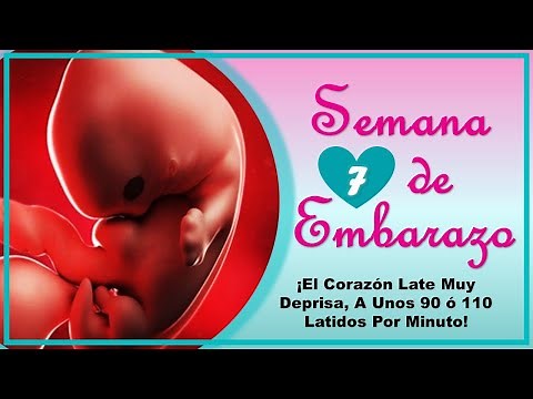 ❤️ SEMANA 7 DE EMBARAZO🤰 ❤️ ⏩ EMBARAZO SEMANA A SEMANA ⏩ Desarrollo y Evolucion del Bebe 👶🏻
