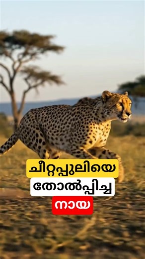 ചീറ്റപ്പുലിയെ തോൽപ്പിച്ച നായ