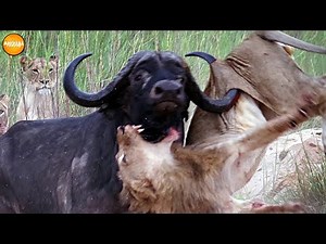 Top 10 Moments Prey Take Down Predators With Their Horns