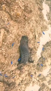 Moray eel catch octopus 🐙 #morayeel #trendingreels #fbreelsvideo #underwaterphotography #fbreelsfypシ゚ #trend #spearfishing #fishing #fbpost2024 | Fish Hunter Vlog