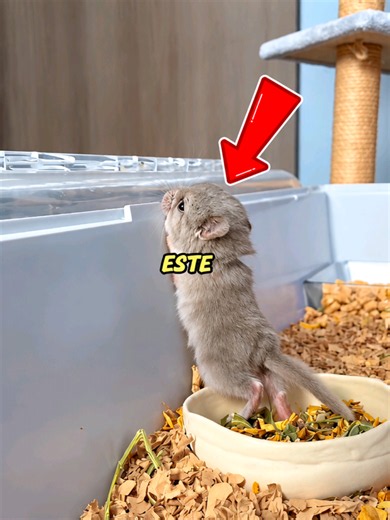 ¿Son ratones o chinchillas? ¡Descubre los secretos de las chinchillas!. #animales #chinchillas #curiosidadesdeanimales