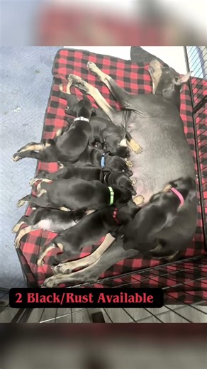 Goliath Doberman Empire we are half way there. Have 2 Black/Rust male, 727-237-0302 ☎️ #subscribe