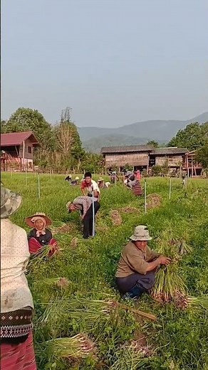 life in rural Thailand