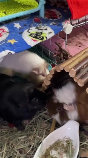 Is it possible for a guinea pig to eat any kind of vegetable?