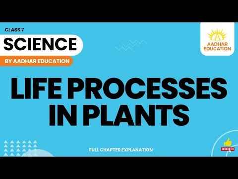 Life Processes in Plants | Science | Class 7 | Chapter 10 | NCERT Curiosity | Chapter Explanation