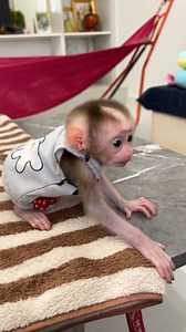 57K views · 1.9K reactions | So Cute Baby Tauch Scream Shaking Body #monkey #babymonkey #Baby | Monkey Daily | Facebook