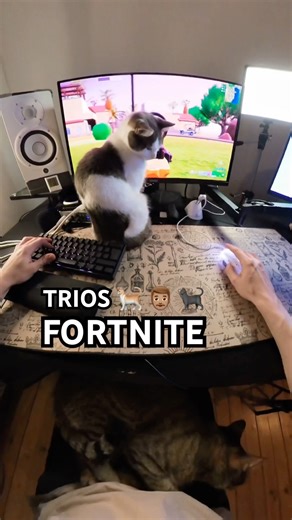 My Cat Watching Me Play Fortnite #cat