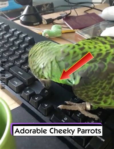 321K views · 7.2K reactions | Adorable Cheeky Parrots | Michael Yo | Facebook
