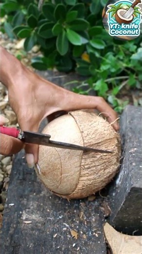 Fresh coconut! Removing the coconut from its shell