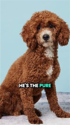 Why Choose an F1B Cavapoo? 🐩 Meet Alto & Allison! ✨ | Charlotte Dog Club