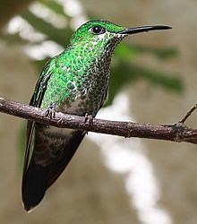 Green crowned brilliant - Alchetron, the free social encyclopedia