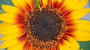 21 incredible sunflower photos from 9NEWS viewers
