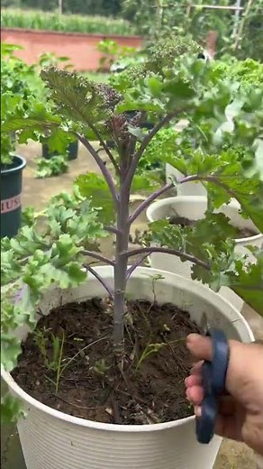 How to Prune Kale for 10x Harvest! ✂️🌱