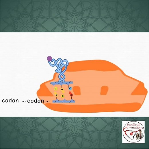 📘📖 mRNA TRANSLATION ANIMATION | #medicine #biology #medico