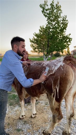 Bathing a Cow: Fun and Cute TikTok Video