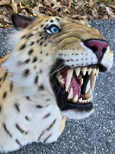 Sabertooth Cat Tiger Xenosmilus Replica Wall Decoration - Etsy