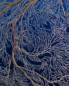 12K views · 192 reactions | With a Lifespan of 15–20 years, Nautiluses are the Longest-living Cephalopods ⠀⠀⠀⠀⠀⠀⠀⠀⠀ || @enricsala #oceans #deepsea #sealife #seas #oceanview #videostar | 800down | Facebook