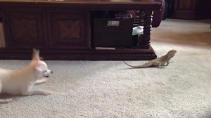 15K views · 15K reactions | Dog Meets Lizard For First Time (via: ViralHog) | Sun Gazing | Facebook