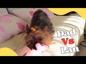 Adorable Yorkie Plays with Favorite Toy 🐾💖 Fun Tug-of-War with Dad!