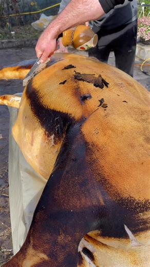 Ana Ionescu on Instagram: "Porcul ramane leguma casei"