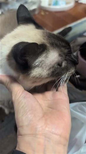 シャム猫ベンガル猫#shorts #funny #cat#猫#ミャク子#ガッツくん