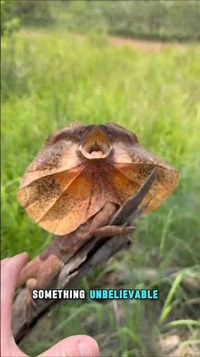 The Lizard That Runs On Water