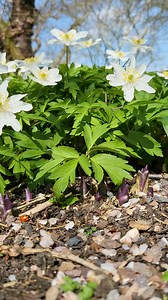 There are plenty of stunning flowers to charm you this Bank Holiday weekend 😍 What are you looking forward to seeing? (🌼: Anemone nemorosa 'Robinsoniana') | RHS Garden Rosemoor