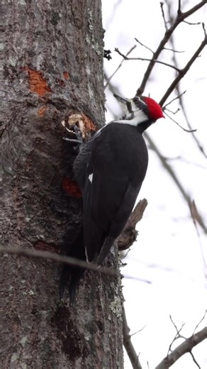 The largest woodpecker in North America hard at work. 🪵🔥