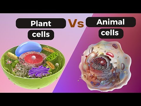 Difference between plant and animal cell, Plant Vs animal cell under microscope Plant Vs animal cell