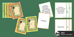 Plant Cells Find a Friend