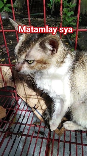 Matamlay sya, #cat