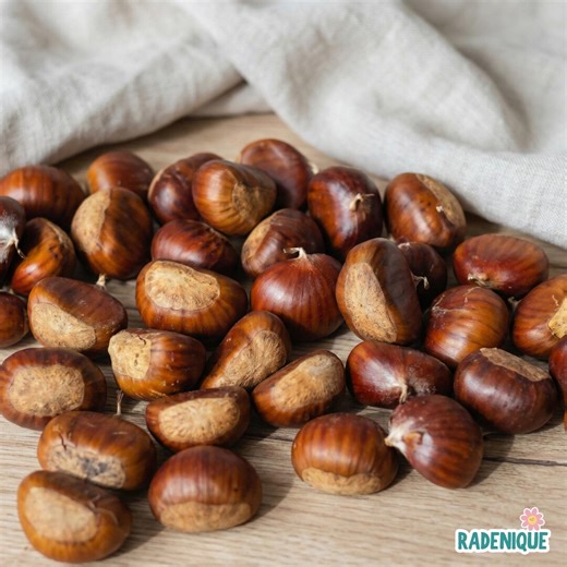 Dunstan Chestnut Tree Seeds, Cold Stratified Hybrid for Outdoor Planting, Brown Seeds | Choose 5, 10, or 20 (seeds) - Etsy