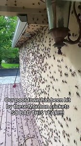 We'll send a SHRED-ER starter kit w/ one case of ammo to the best Mormon Cricket videos this summer! Send in your submissions! (via: auntie_coolette/TTK) #mormoncrickets #SendEmIn #chancetowin #shreder #bugasalt #notarealgun #pestcontrol #fireyourflyswatter | Bug-A-Salt