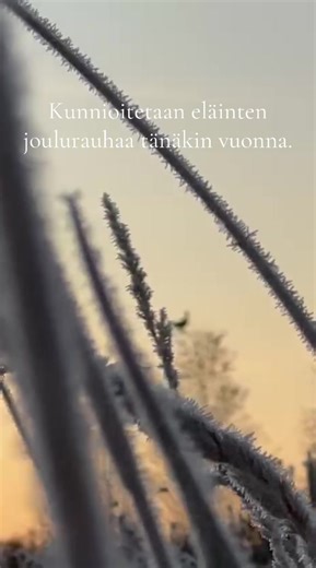 Viedään riistalle hyvät joulueväät ja annetaan viettää joulupäivät rauhassa🤝🏼 #foryou #fyp #joulurauha