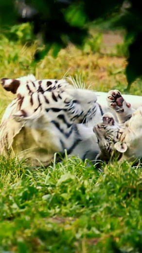 Este video nos regala años de vida 🥰🐯 | Animal Planet Latinoamérica